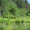 9 juin 2018 : les passerelles du Monteynard
